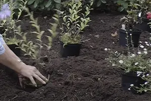 Planting