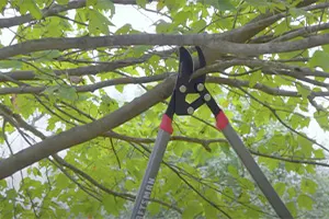 Pruning